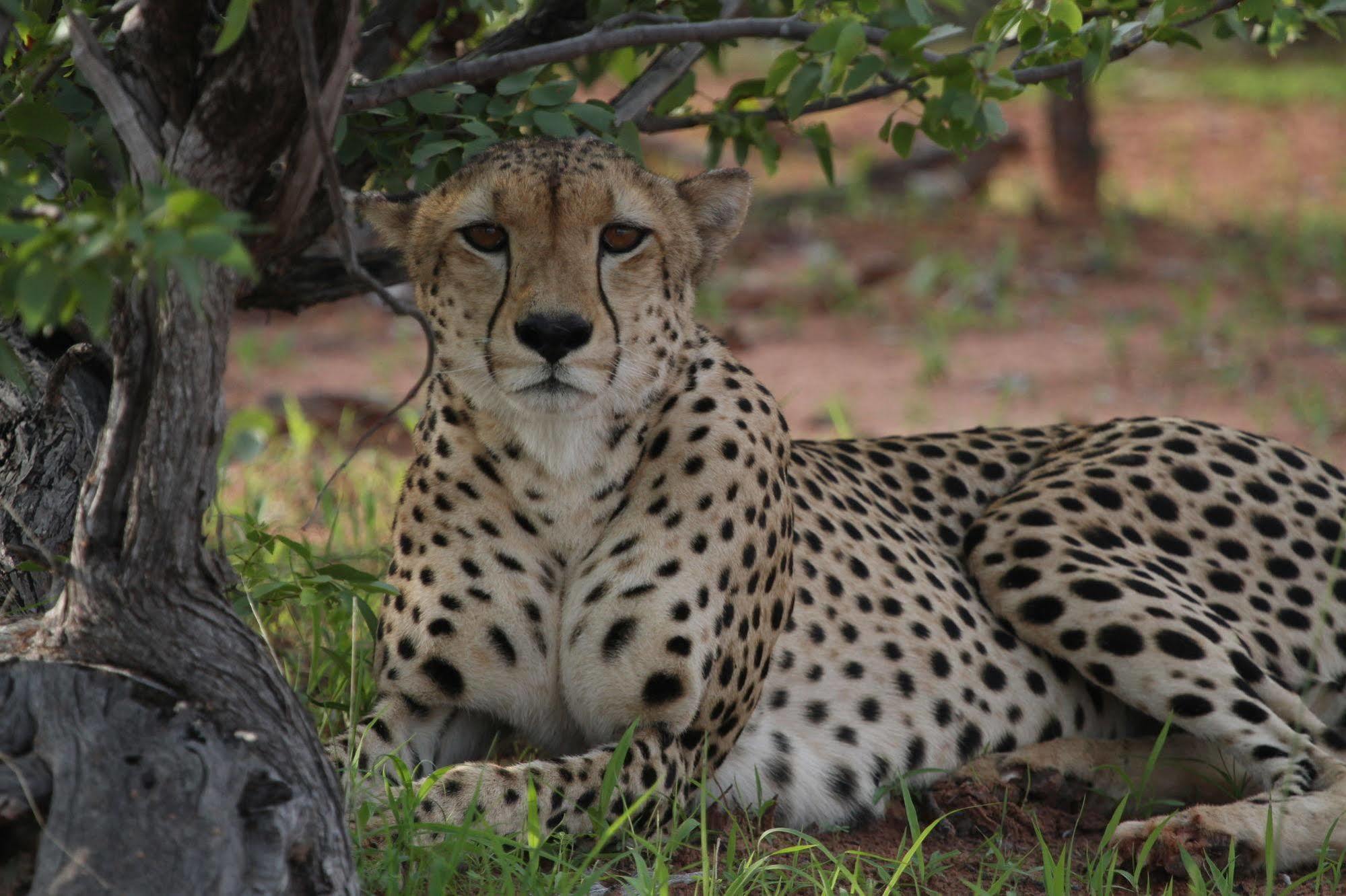Changa Safari Camp Matusadona National Park ภายนอก รูปภาพ